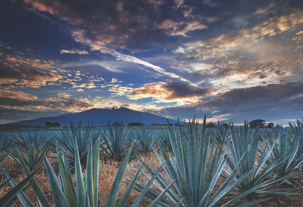 TEQUILA